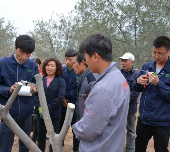 公司從產(chǎn)業(yè)鏈起始端著手，引進(jìn)良種優(yōu)苗，繁育基地苗圃，優(yōu)化樹(shù)種，以?xún)?yōu)質(zhì)的橄欖樹(shù)苗為生產(chǎn)特級(jí)初榨橄欖油提供基礎(chǔ)保障。在以自建萬(wàn)畝國(guó)家標(biāo)準(zhǔn)化油橄欖..
