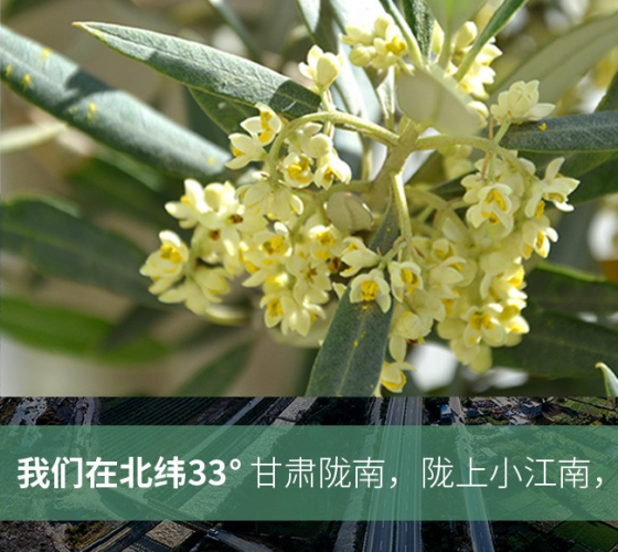 武都的氣候、土壤等與地中海沿岸極其相似，同處于世界頂級(jí)油橄欖黃金生產(chǎn)帶（32°58--33°36）年平均氣溫為14.7°，年日照時(shí)數(shù)1911..
